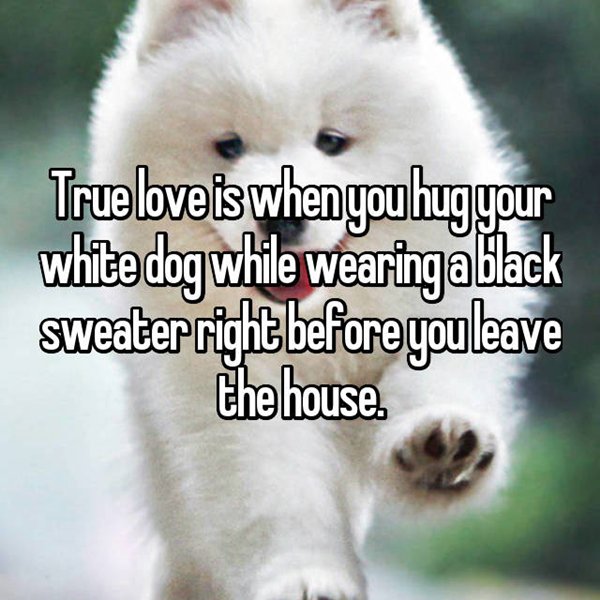 true-love-white-dog-black-sweater