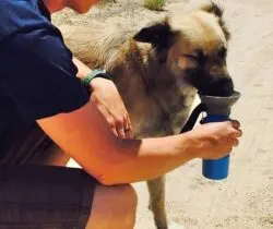 travel-mug-for-dogs