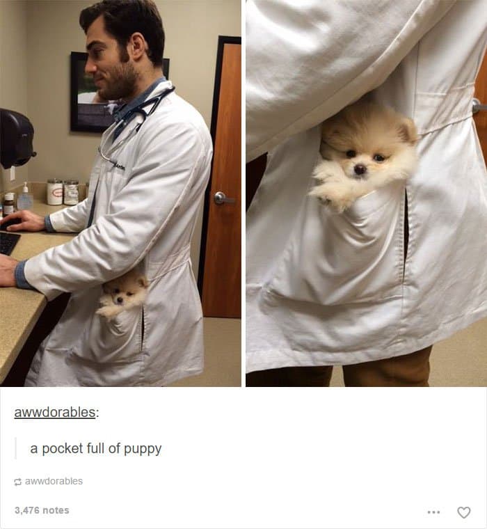 a-pocket-full-of-puppy