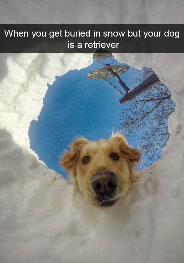 buried-in-snow-dog-retriever