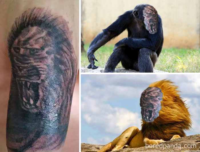 chimp-lion-tattoo-face-swap