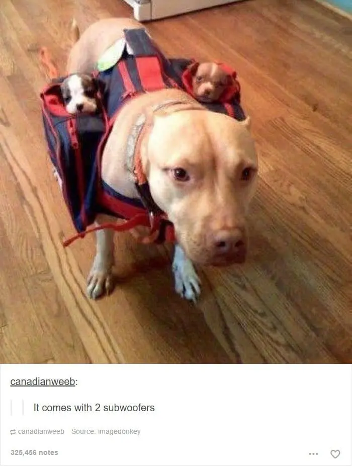 dog-2-subwoofers