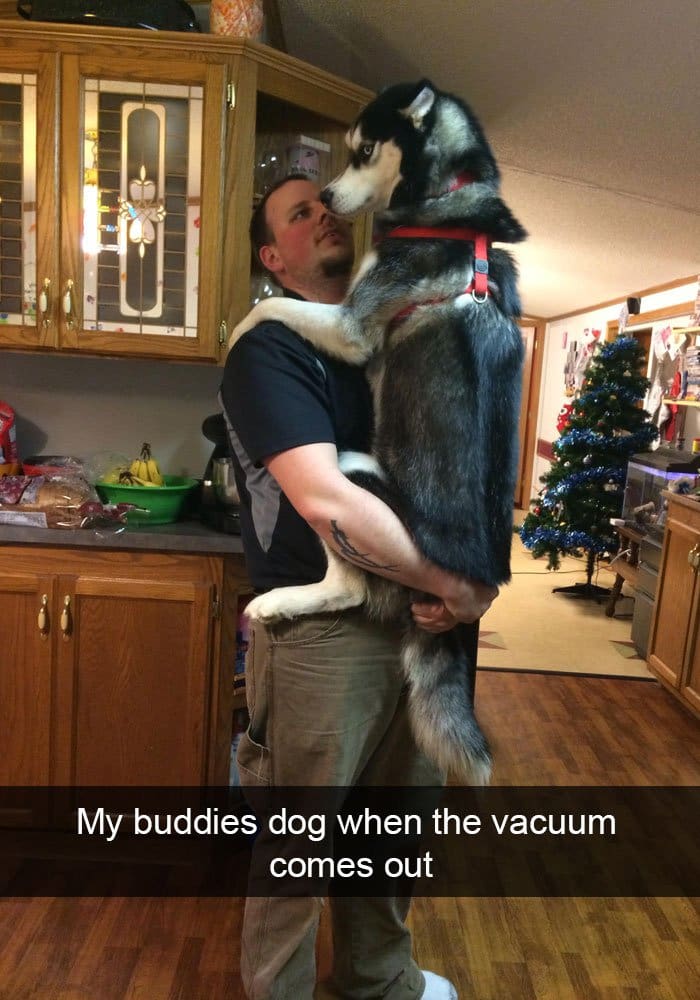 dog-afraid-of-vacuum