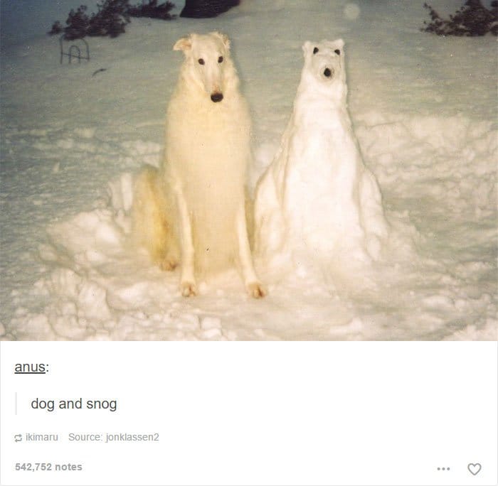 dog-and-snow-dog