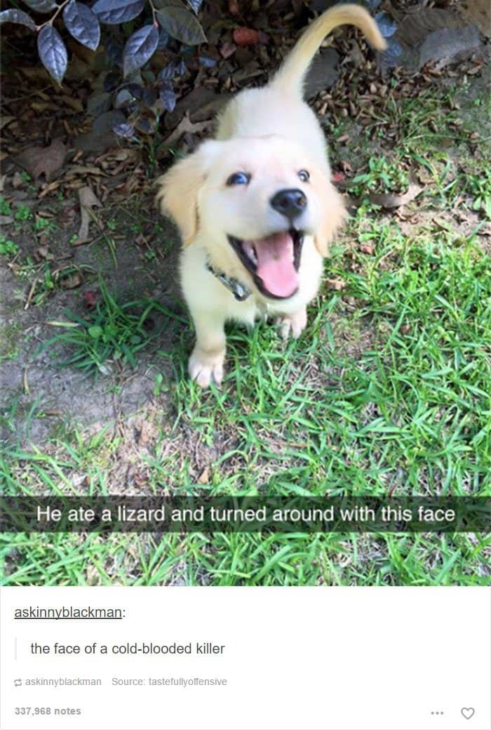 dog-ate-lizard-smiling