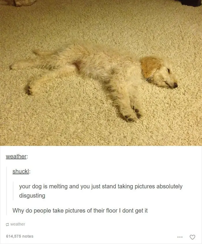 dog-blending-with-carpet