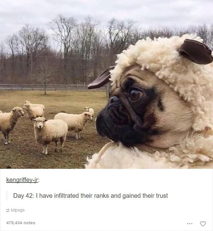 dog-blending-with-sheep