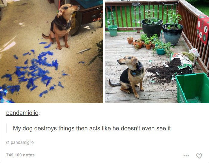 dog-destroys-things-looks-away