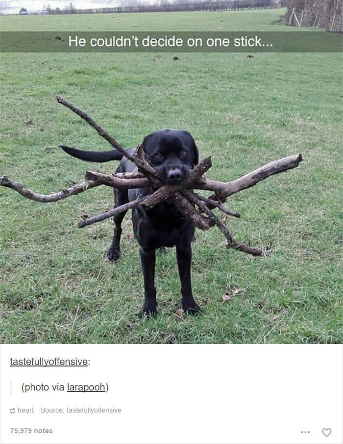 dog-holding-lots-of-sticks