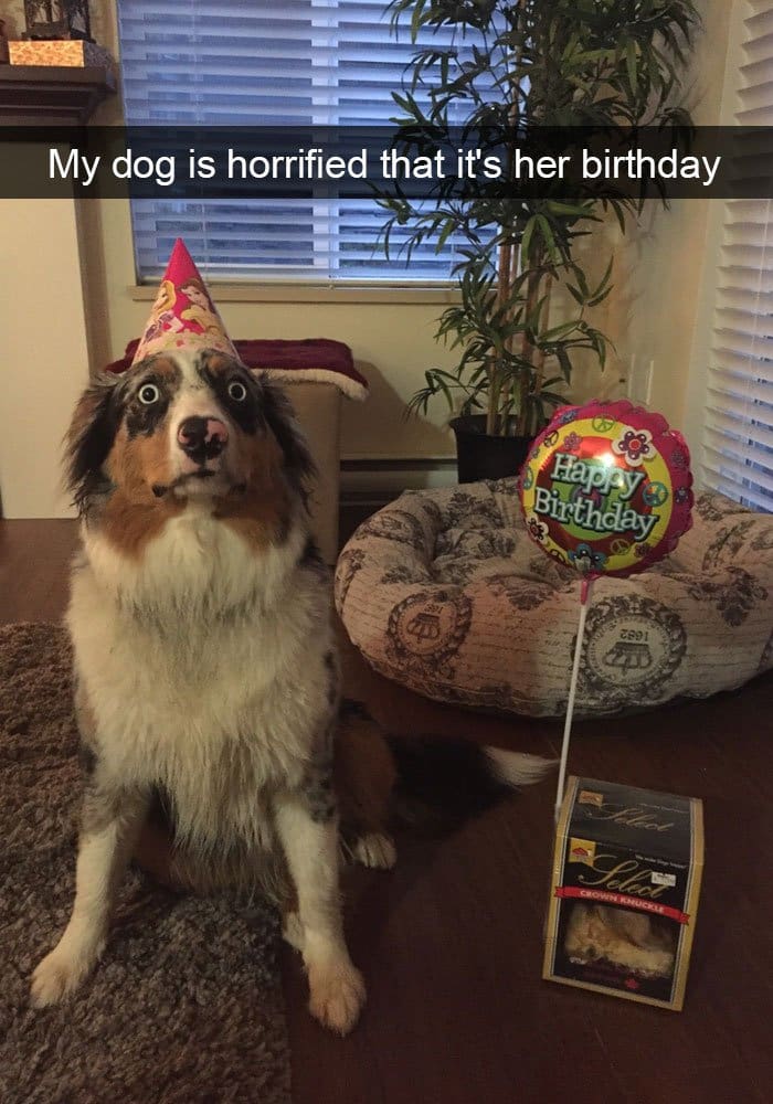 dog-horrified-birthday