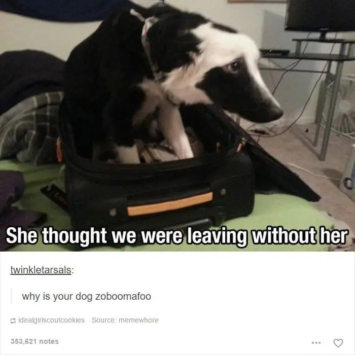 dog-in-suitcase