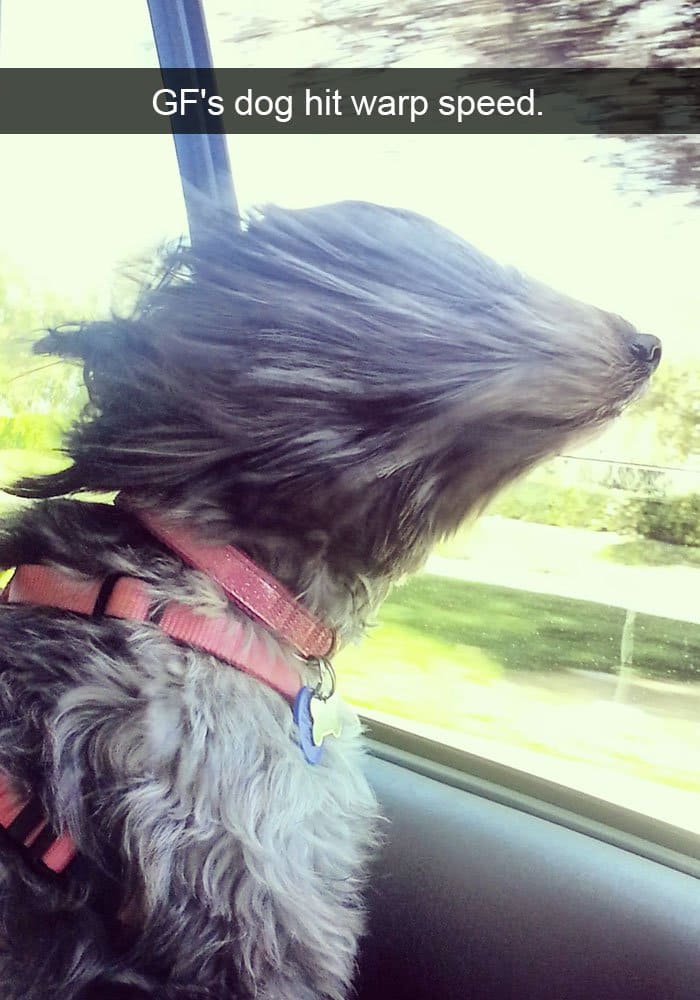 dog-in-wind-funny-warp-speed