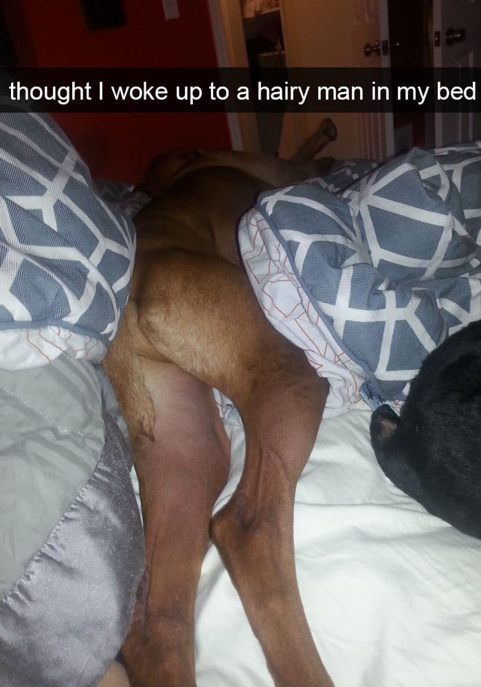 dog-legs-hairy-man-in-bed