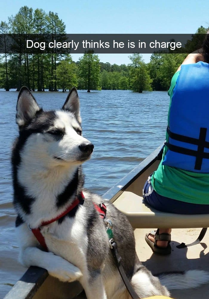 dog-on-boat-thinks-hes-in-charge