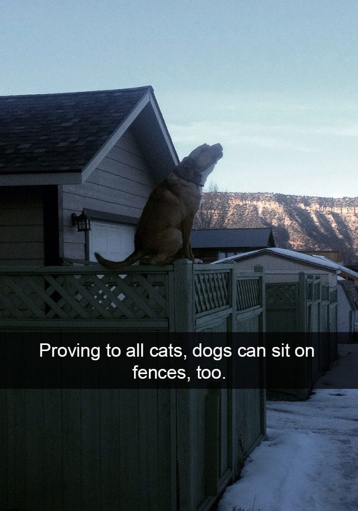 dog-proving-to-cats-sitting-on-fence