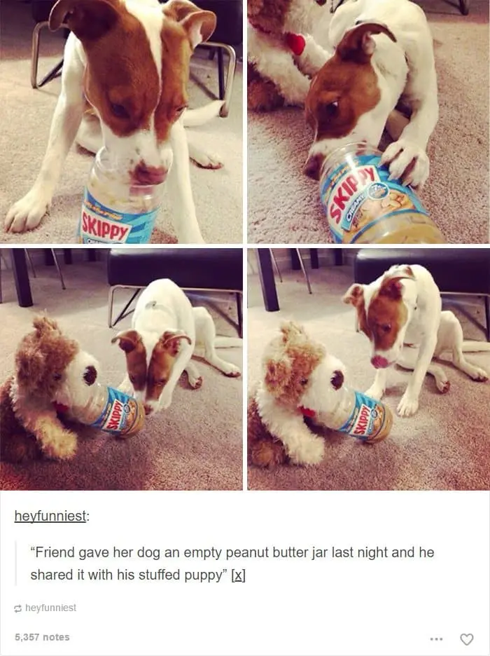 dog-shares-peanut-butter-with-teddy