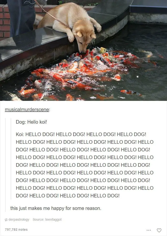 dog-surrounded-by-koi