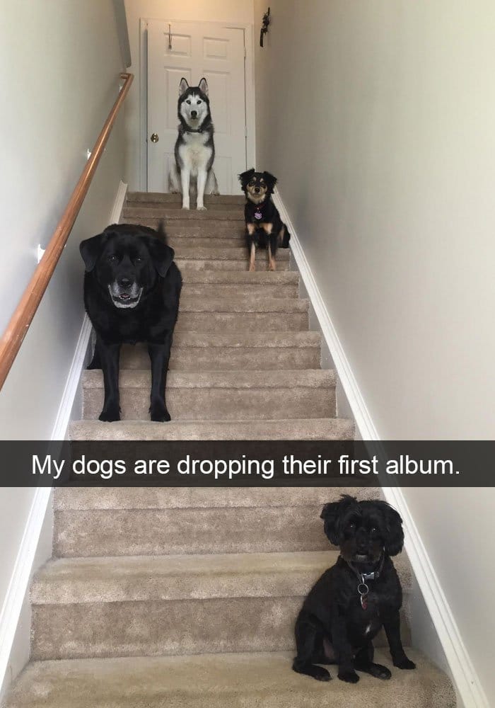 dogs-dropping-their-first-album