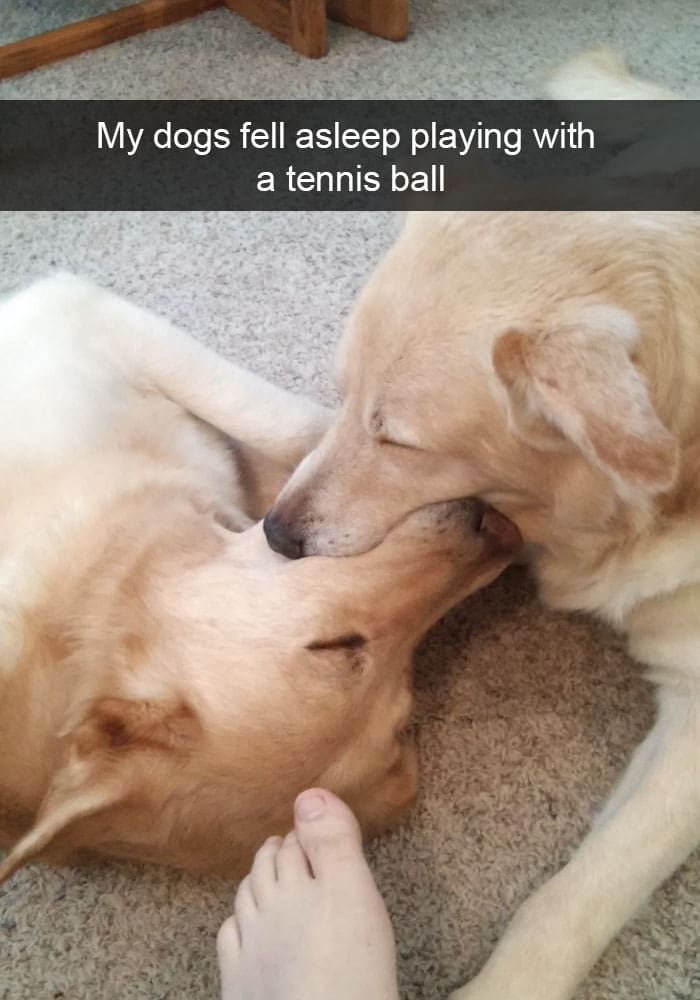 dogs-fell-asleep-tennis-ball