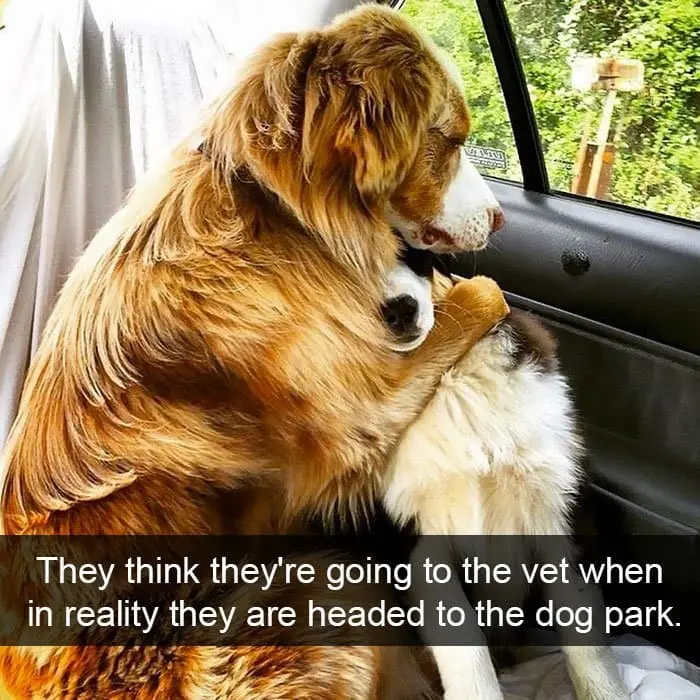 dogs-think-they-are-going-vet