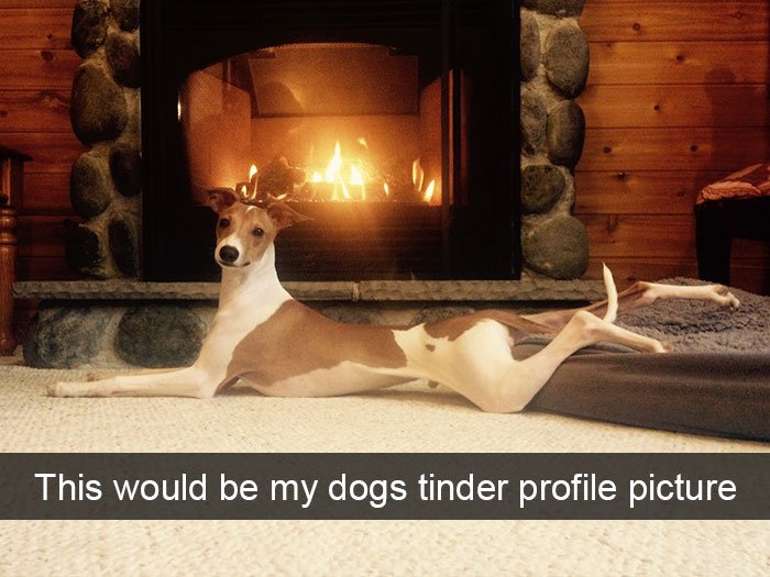 dogs-tinder-profile-snapchat