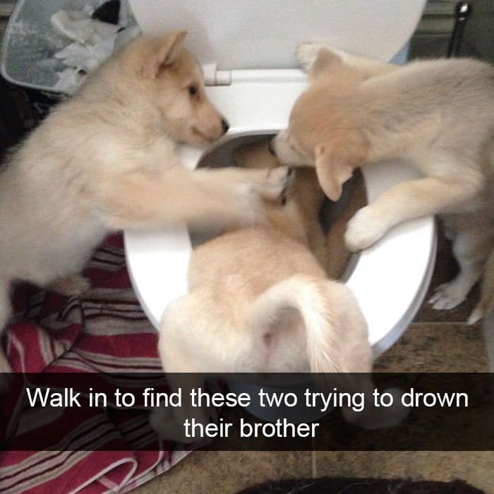 dogs-trying-to-drown-their-brother