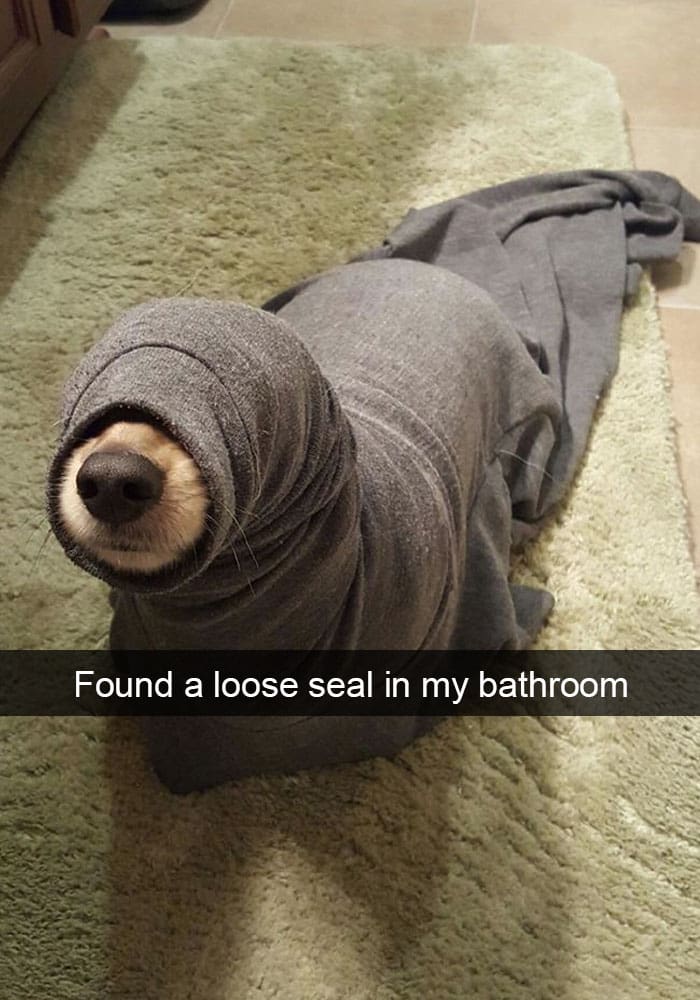 loose-seal-dog