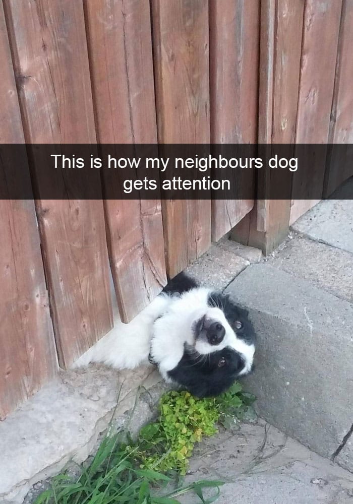 neighbors-dog-under-fence