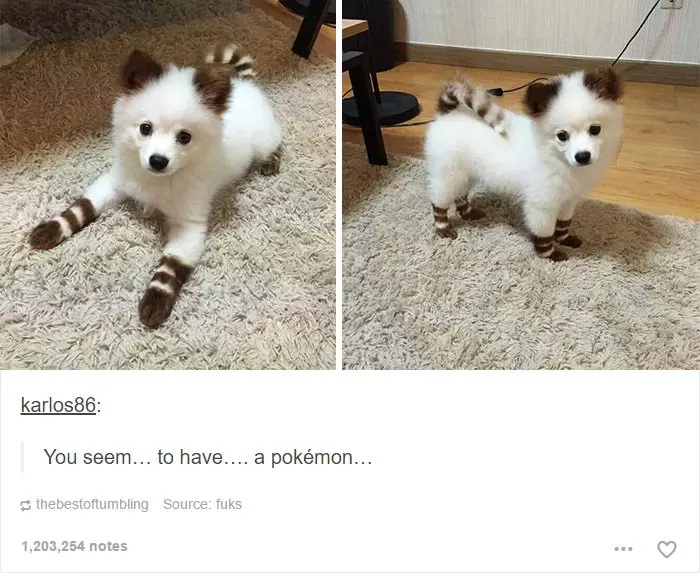 pokemon-dog