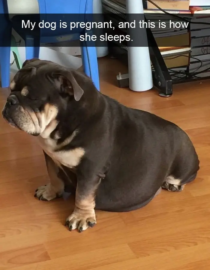 pregnant-dog-sleeping