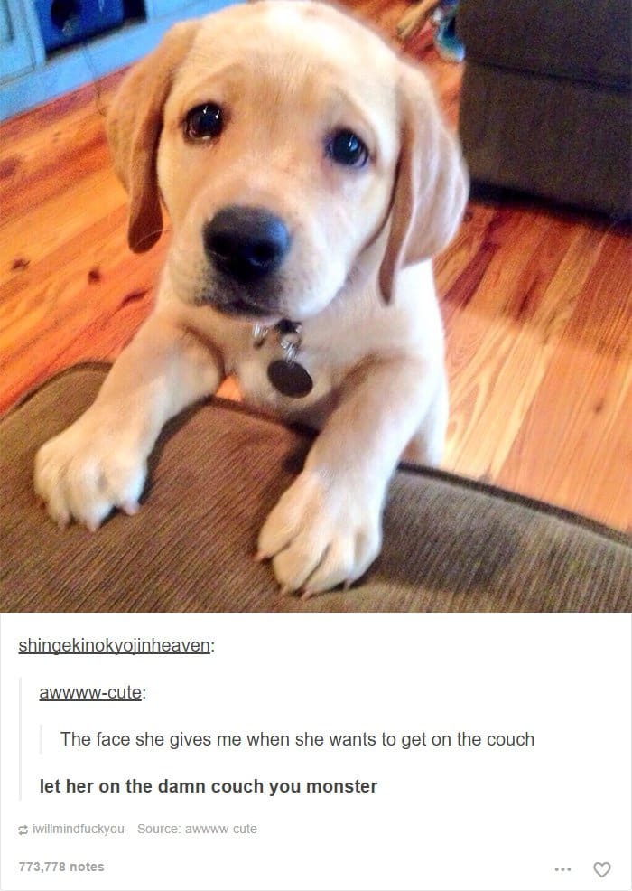 puppy-begging-to-go-on-couch