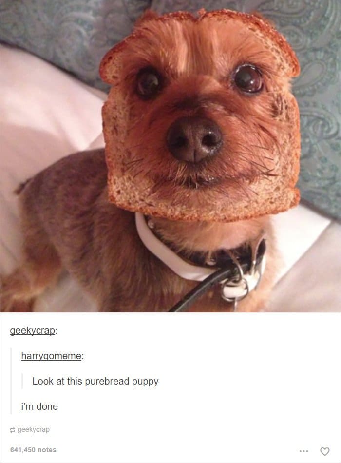 pure-bread-puppy