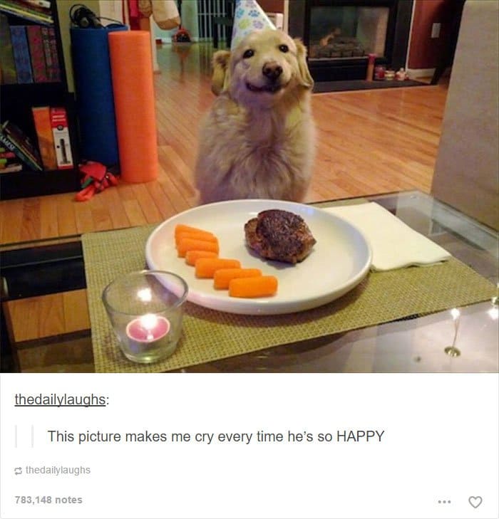 smiling-dog-with-meal