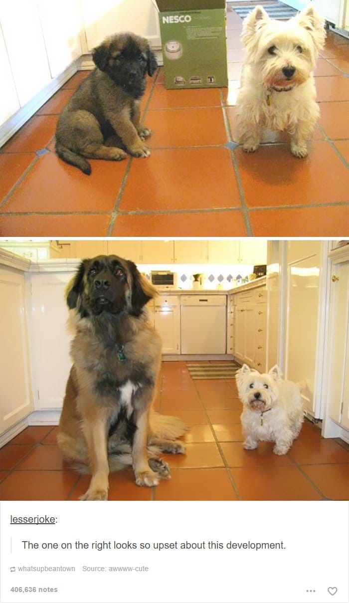 time-lapse-dogs-growing