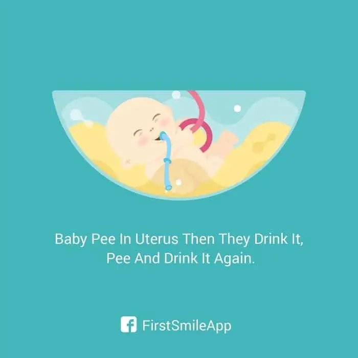 weird-pregnancy-facts-babies-pee-in-utero