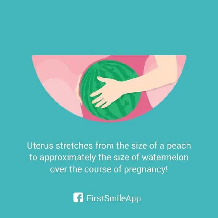 weird-pregnancy-facts-watermelon-uterus