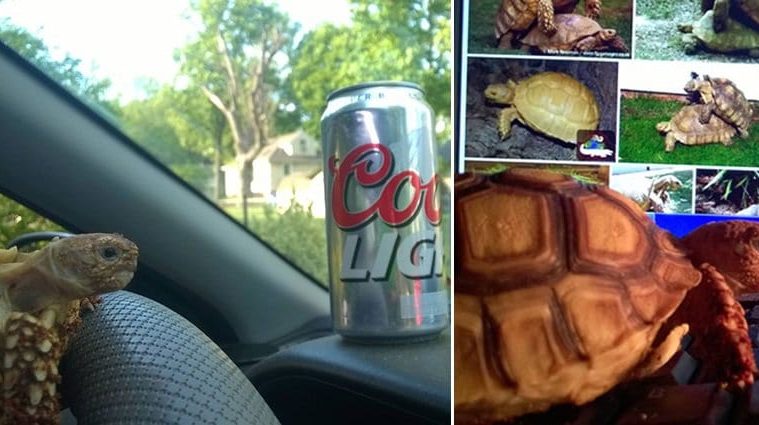 cheeky-tortoise-naughty-antics