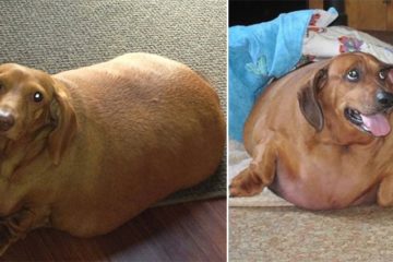 dennis-the-dieting-dachshund-weight-loss-transformation