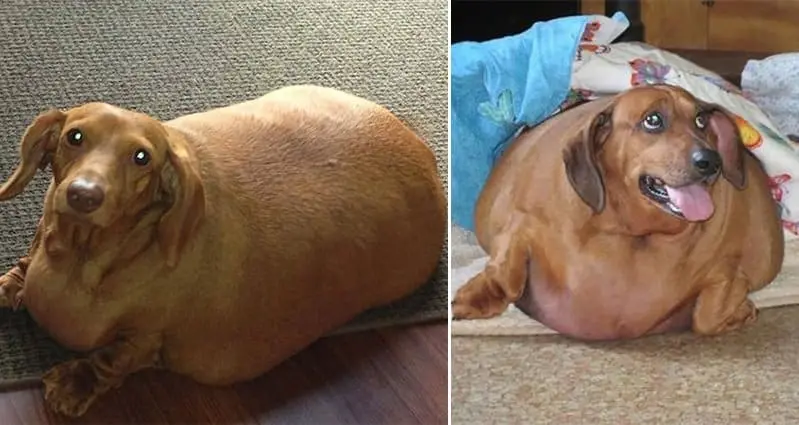 dennis-the-dieting-dachshund-weight-loss-transformation