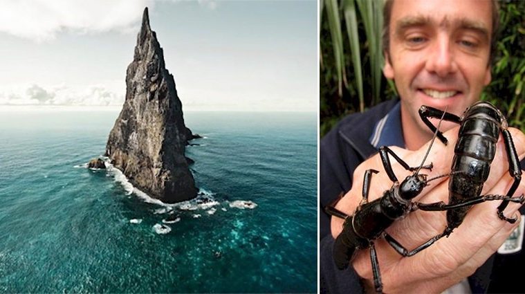 giant-tree-lobster-insects-australia