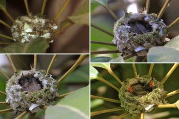 photo-sequence-hummingbirds-being-born