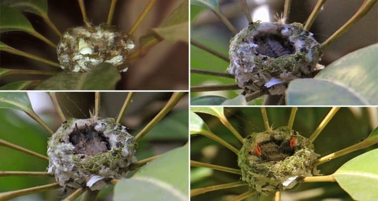 This Amazing Photo Sequence Shows Adorable Baby Hummingbirds Being Born
