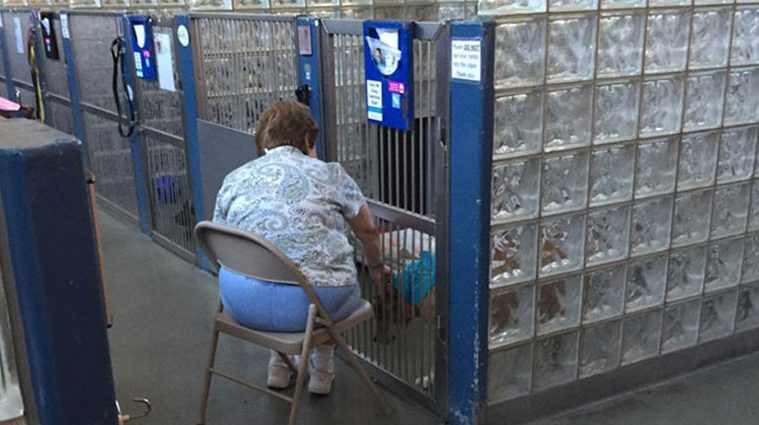 pittsburgh-woman-reads-aloud-shelter-dogs