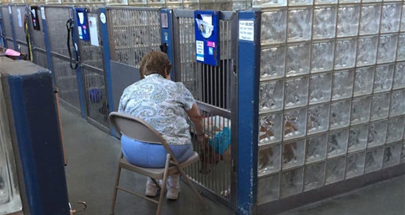pittsburgh-woman-reads-aloud-shelter-dogs