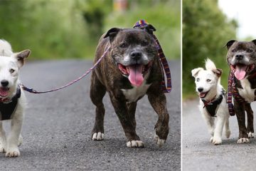 blind-dog-has-his-own-guide-dog-glenn-buzz