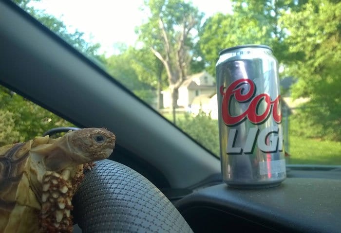 tortoise-drinking-driving