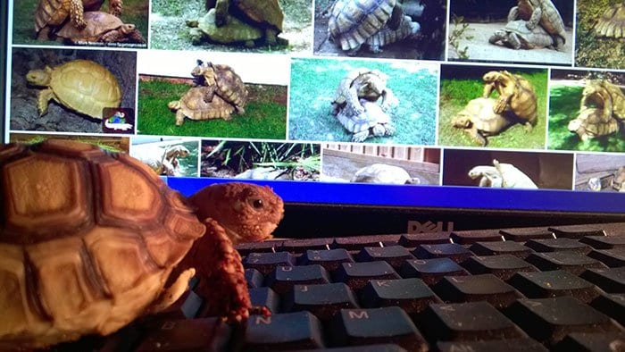 tortoise-on-the-internet