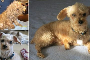 two-legged-dog-amaze-bobb