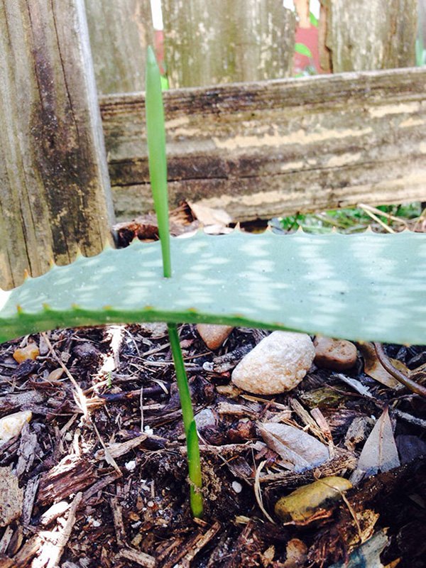 annoying-uncomfortable-images grass grew through aloe