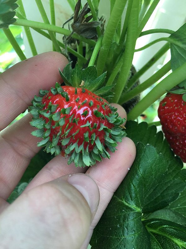 annoying-uncomfortable-images leafy strawberry